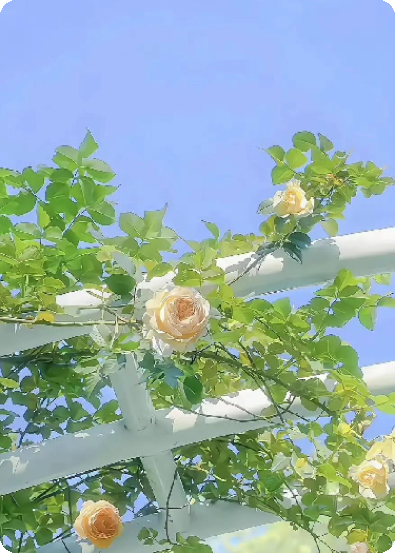 那些温暖人心的治愈短句