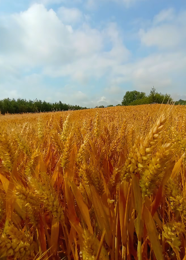 《麦田里的天使》