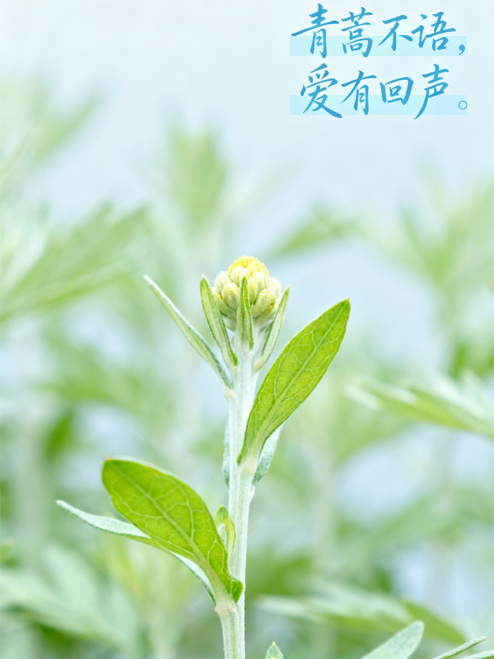 青篙不语，爱有回声