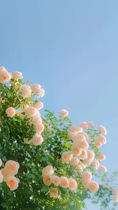 情起于林，意落于渊