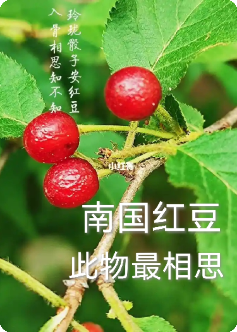 南国红豆，此物最相思